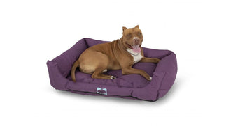 מזרן לכלבים sealy dog1