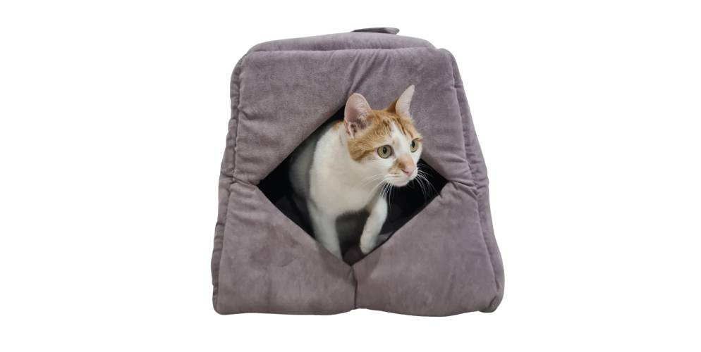 2 מיטה לחתול sealy